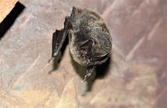 In Neustadt wird man sich am Freitag auf die Suche nach den leisen J&auml;gern der Nacht machen (Foto: Gaetano Fichera)