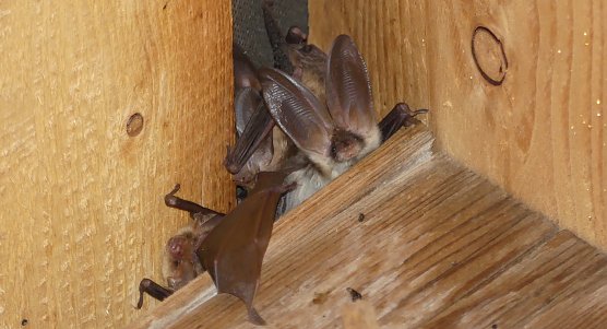 Langohrflederm&auml;use (Foto: P.Schneller)