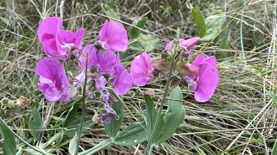 Es bleibt vorerst beim Schmudelwetter (Foto: oas) Es bleibt vorerst beim Schmudelwetter (Foto: oas)