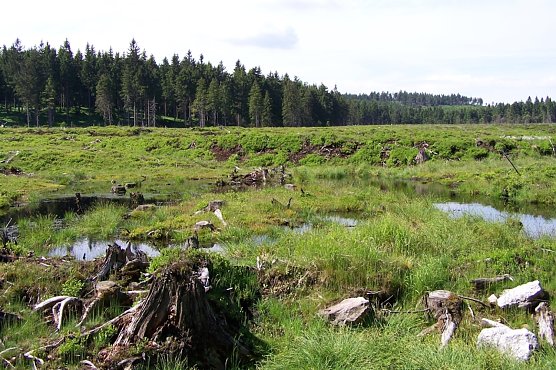 Der von Baumbewuchs befreite Moork&ouml;rper am Saukopfmoor bei Oberhof. Die Klimawandelfolgen machen ggf. eine nat&uuml;rliche Beschattung der vor Austrocknung gef&auml;hrdeten Moorvegetation erforderlich (Foto: Dr. Horst Spro&szlig;mann)