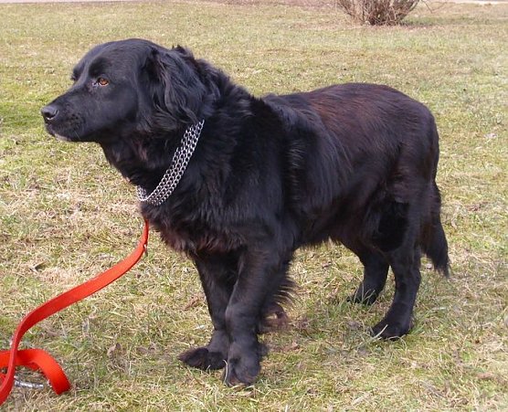 Gina (Foto: C. Knust) Gina (Foto: C. Knust)