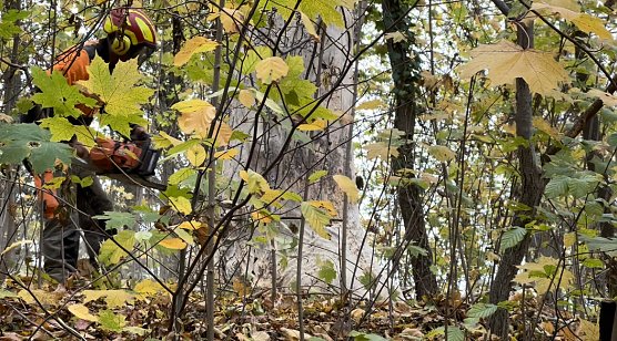 Baumfällarbeiten im Gehege (Foto: Stadtverwaltung Nordhausen ) Baumfällarbeiten im Gehege (Foto: Stadtverwaltung Nordhausen )