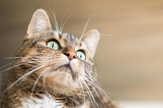 Ab 2023 gilt im Kreis eine neue Katzenschutzverordnung (Foto: Nicole Mattern) Ab 2023 gilt im Kreis eine neue Katzenschutzverordnung (Foto: Nicole Mattern)