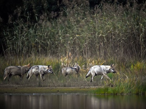 Wolfsrudel (Foto: Heiko Anders)