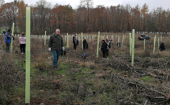 Bauzmpflanzaktion am Harzrigi (Foto: A.Levin)