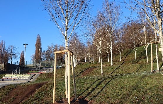 Neupflanzungen im Ehrenhain (Foto: Stadtverwaltung Nordhausen) Neupflanzungen im Ehrenhain (Foto: Stadtverwaltung Nordhausen)