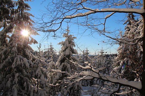 Laubb&auml;ume (re.) verfolgen eine andere &Uuml;berlebensstrategien als die meisten Nadelb&auml;ume, wenn es um die kalte Jahreszeit geht (Foto: Dr. Horst Spro&szlig;mann)