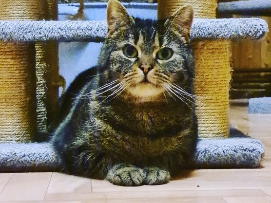 Gro&szlig;z&uuml;gige Spende f&uuml;r die Samtpf&ouml;tchen  (Foto: Tierschutz Nordhausen)