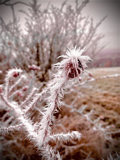 Gefrohrene Hagebutte im Stachelkleid (Foto: Yvonne Werner) Gefrohrene Hagebutte im Stachelkleid (Foto: Yvonne Werner)