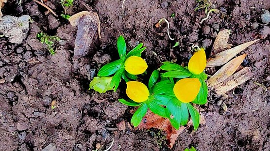 Erste Winterlinge stecken am Zorgeufer ihre K&ouml;pfe aus dem Boden (Foto: P.Blei)