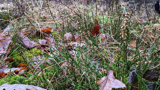 Fleißige Helfer werden am Grünen Band gesucht (Foto: LPV) Fleißige Helfer werden am Grünen Band gesucht (Foto: LPV)