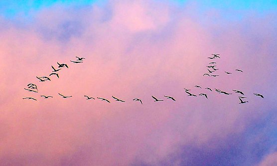 Eine gro&szlig;e Anzahl Kraniche fielen dem Fotografen auf (Foto: P.Blei)