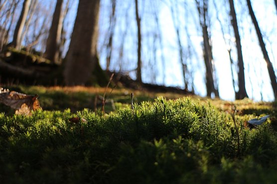 Im Wald regt sich der Fr&uuml;hling (Foto: nnz-Archiv)