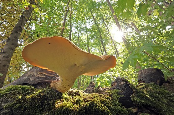 Im Wald (Foto: Jan Piecha)