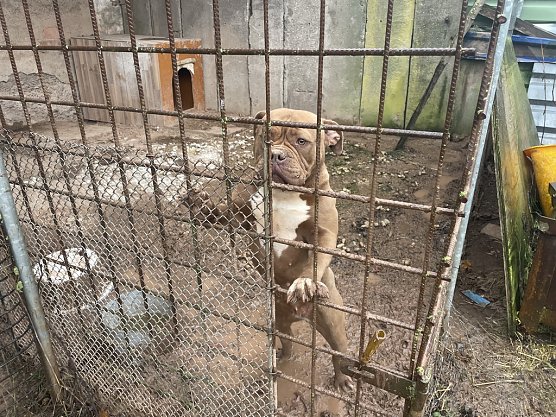 Untragbare Zustände bei einem Hundehalter in Werther im Januar (Foto: Jana Hoger/Silvio Dietzel) Untragbare Zustände bei einem Hundehalter in Werther im Januar (Foto: Jana Hoger/Silvio Dietzel)