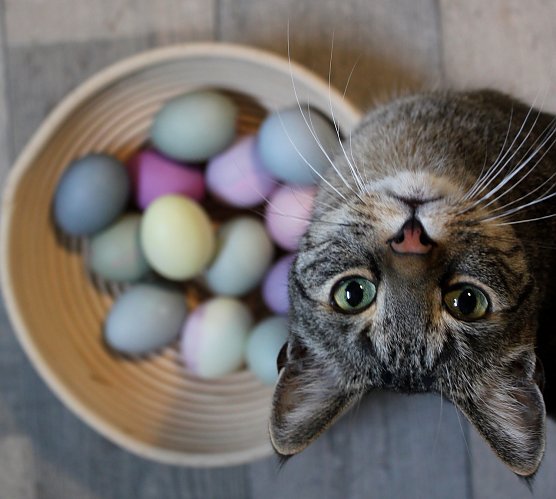 Kater Snoopy (Foto: Emmi Grünwald) Kater Snoopy (Foto: Emmi Grünwald)