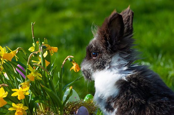 Kleines "Osterkaninchen" (Foto: Celine Scholz) Kleines "Osterkaninchen" (Foto: Celine Scholz)
