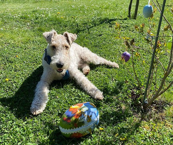 Hund mit Osterei (Foto: Marleen Biering) Hund mit Osterei (Foto: Marleen Biering)