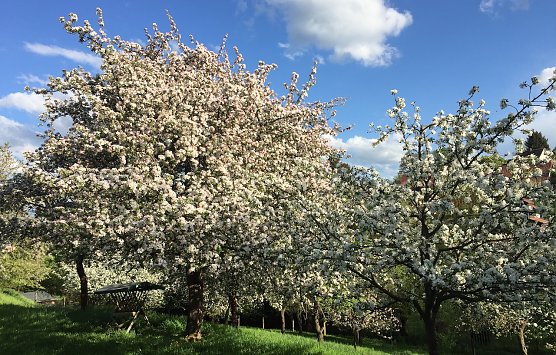 Tag der Streuobstwiesen wird begangen (Foto: S.Staubitz) Tag der Streuobstwiesen wird begangen (Foto: S.Staubitz)