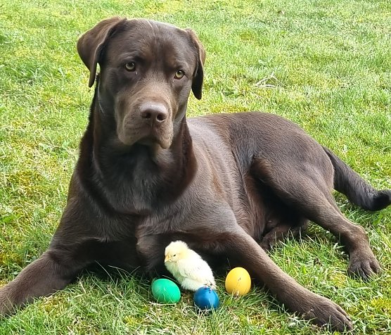 Zwei dicke Freunde (Foto: M.Linnekuhl)