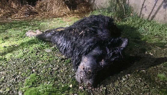 Hunde lebten in katastrophalem Zustand in Lipprechterode (Foto: Jana Hoger/VOX/SD) Hunde lebten in katastrophalem Zustand in Lipprechterode (Foto: Jana Hoger/VOX/SD)