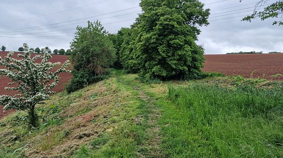 In der vergangenen Woche wurde die Herkulesstaude gem&auml;ht (Foto: nnz)
