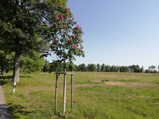Sommerlich mild zeigt sich das Wetter heute auch in Sophienhof im Harz (Foto: W. Jörgens) Sommerlich mild zeigt sich das Wetter heute auch in Sophienhof im Harz (Foto: W. Jörgens)