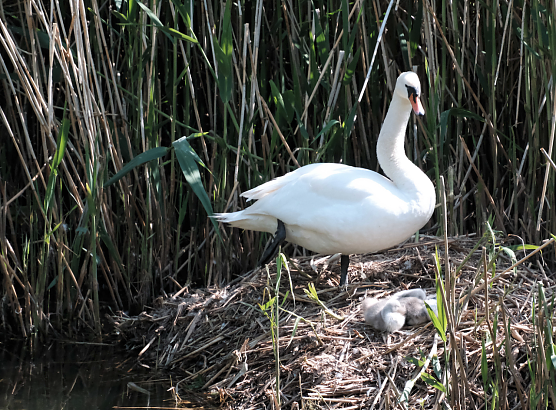 Noch ist der Nachwuchs im Nest (Foto: Peter Blei)