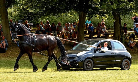 Ponyshow in W&uuml;lfingerode (Foto: PRFZV W&uuml;lfingerod)