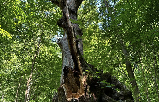 Der 400 Jahre alte "Großmutter"-Baum am Kohnstein (Foto: Steffen Iffland) Der 400 Jahre alte "Großmutter"-Baum am Kohnstein (Foto: Steffen Iffland)