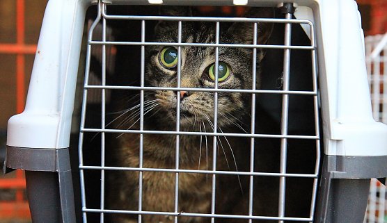 Dieses ver&auml;ngstigte K&auml;tzchen konnte vor den Flammen gerettet werden (Foto: S.Dietzel)