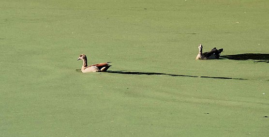 Am Wiesenteich (Foto: P.Blei)