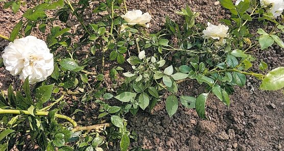 Vandalismus im Rosengarten (Foto: Polizei)