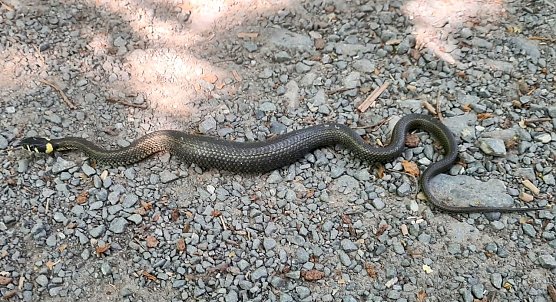 Ringelnatter im Stadtpark (Foto: A.Grunwald)