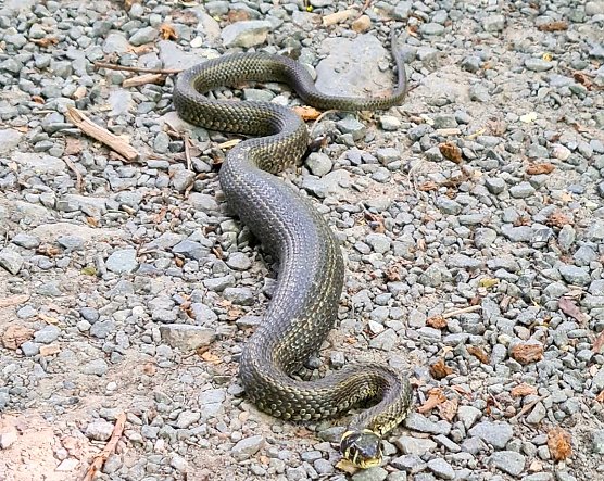 Ringelnatter im Stadtpark (Foto: A.Grunwald)