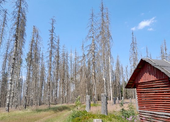Vom Buchdrucker zerst&ouml;rte Fichtenfl&auml;che im Th&uuml;ringer Forstamt Sch&ouml;nbrunn (Foto: Th&uuml;ringenForst)