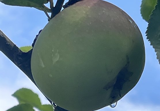 Sch&ouml;ner von Nordhausen im Jahre 2023  (Foto: von Tim Sch&auml;fer )