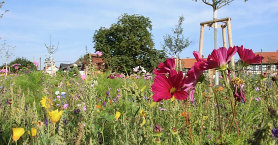 Bl&uuml;tenpracht am Hesser&ouml;der Dorfanger (Foto: agl)
