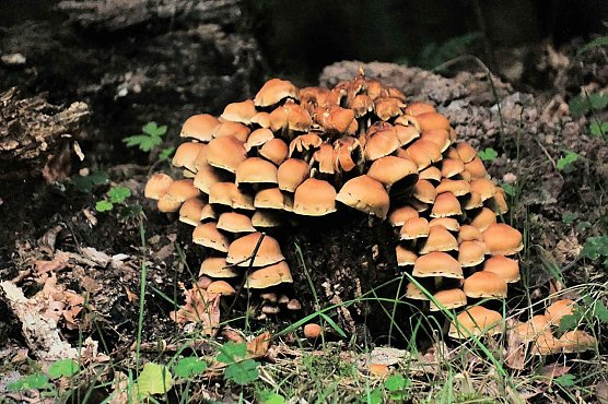 Auch die Pilzsaison scheint nun er&ouml;ffnet, wie PeterBleis Foto vom Hufhaus beweist (Foto: P.Blei)