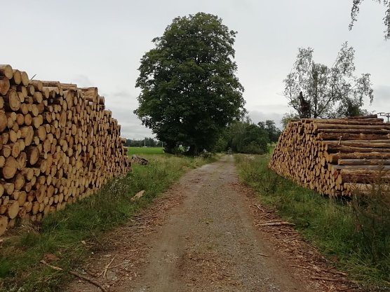 Grau zeigt sich der Himmel auch über Sophienhof (Foto: W. Jörgens) Grau zeigt sich der Himmel auch über Sophienhof (Foto: W. Jörgens)