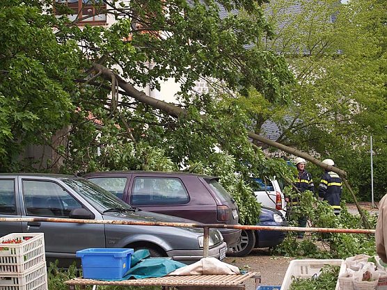 Abgeknickt (Foto: nnz) Abgeknickt (Foto: nnz)