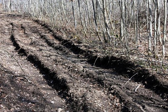 Spuren im Wald (Foto: R. Bayer)