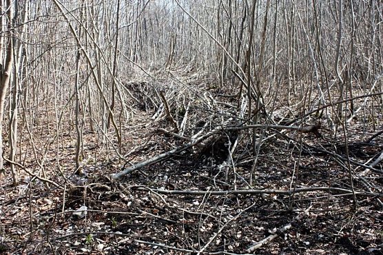Spuren im Wald (Foto: R. Bayer)