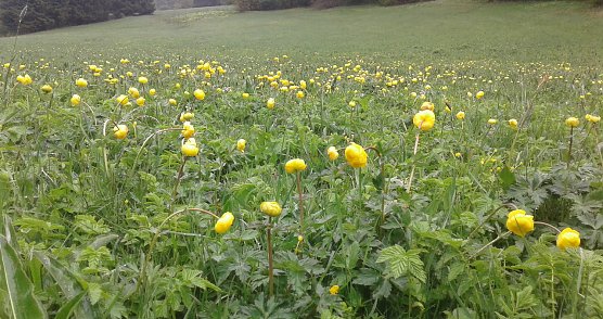 Die Trollblume (Trollius europaeus) war einst nicht selten auf den S&uuml;dharzer Bergwiesen: Das gesetzlich gesch&uuml;tzte und gef&auml;hrdete Hahnenfu&szlig;gew&auml;chs reagiert empfindlich auf zu intensive Beweidung, zu fr&uuml;he Mahd, aber auch auf fehlende Bewirtschaftung. Mehrere Fundstellen im Raum Rothes&uuml;tte konnten in den vergangenen zehn Jahren nicht mehr best&auml;tigt werden.  (Foto: B.Schwarzberg)