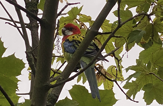 Wer hat diesen Vogel in Nordhausen gesehen? (Foto: Pia Wienrich) Wer hat diesen Vogel in Nordhausen gesehen? (Foto: Pia Wienrich)