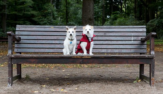 Tiere auf Zeitumstellung vorbereiten (Foto: &copy; VIER PFOTEN | Christopher Koch)