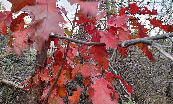 Wanderung am Sonntag (Foto: D.Berberich)