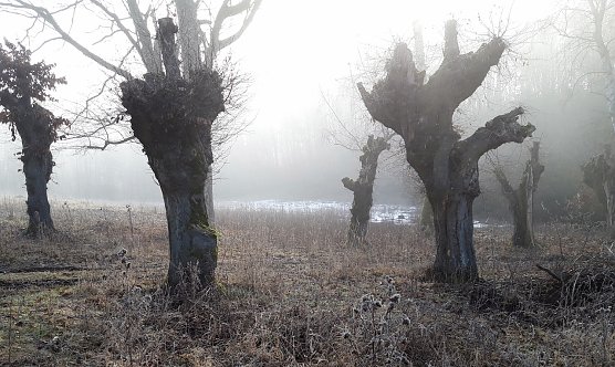 Adventswanderung im Dezember  (Foto: LPV)