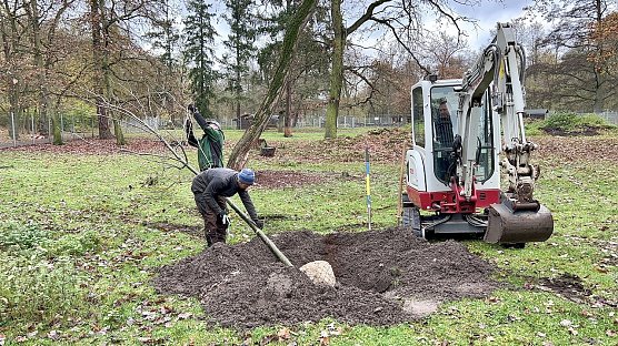 Baumpflanzungen im Stadtpark (Foto: Stadtverwaltung Nordhausen)