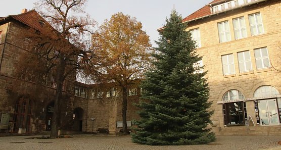 Der Nordh&auml;user Weihnachtsbaum ist in diesem Jahr eine acht Meter hohe Colorado-Tanne aus Hesserode (Foto: agl)